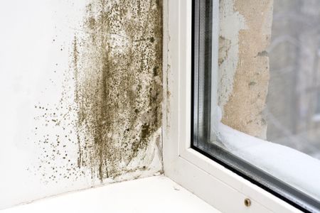 mold remediation