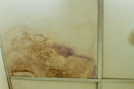 mold removal