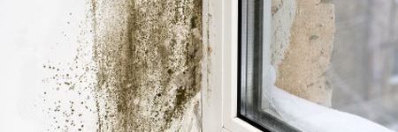 mold remediation